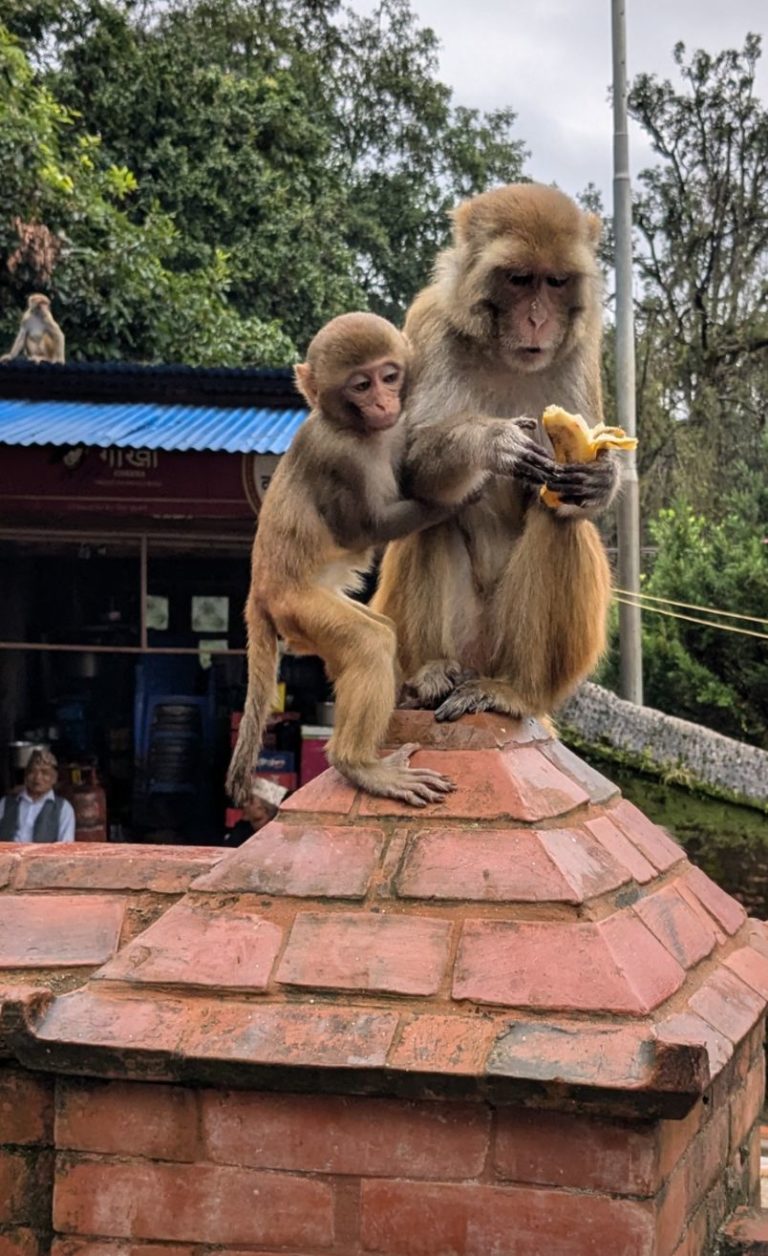 Motherhood in every gene